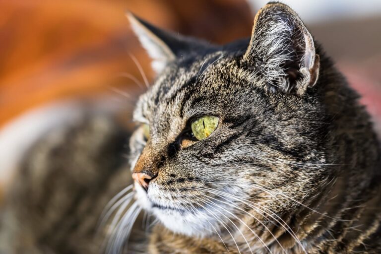Faut-il envisager l&rsquo;euthanasie en cas de diabète chez le chat ?