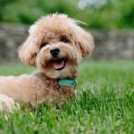 Caniche abricot