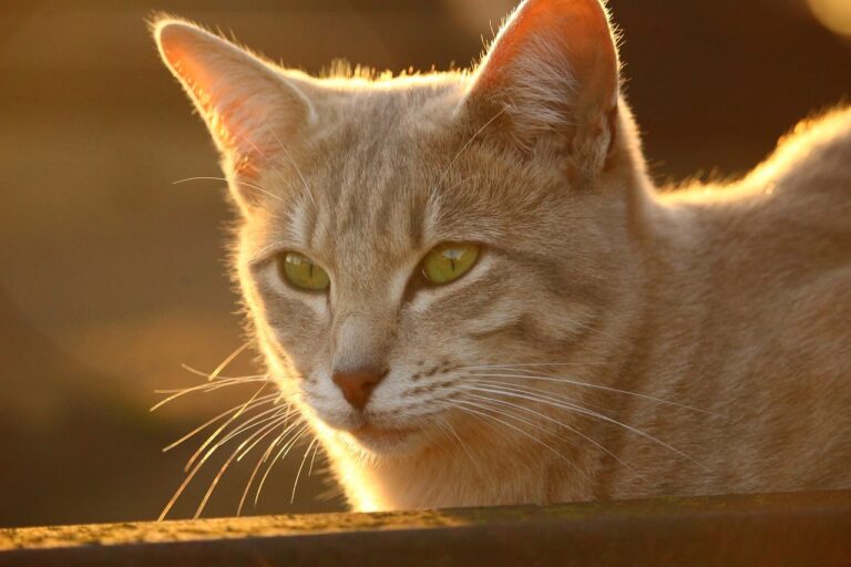 Traitement en cas de diabète sucré chez le chat : questions réponses