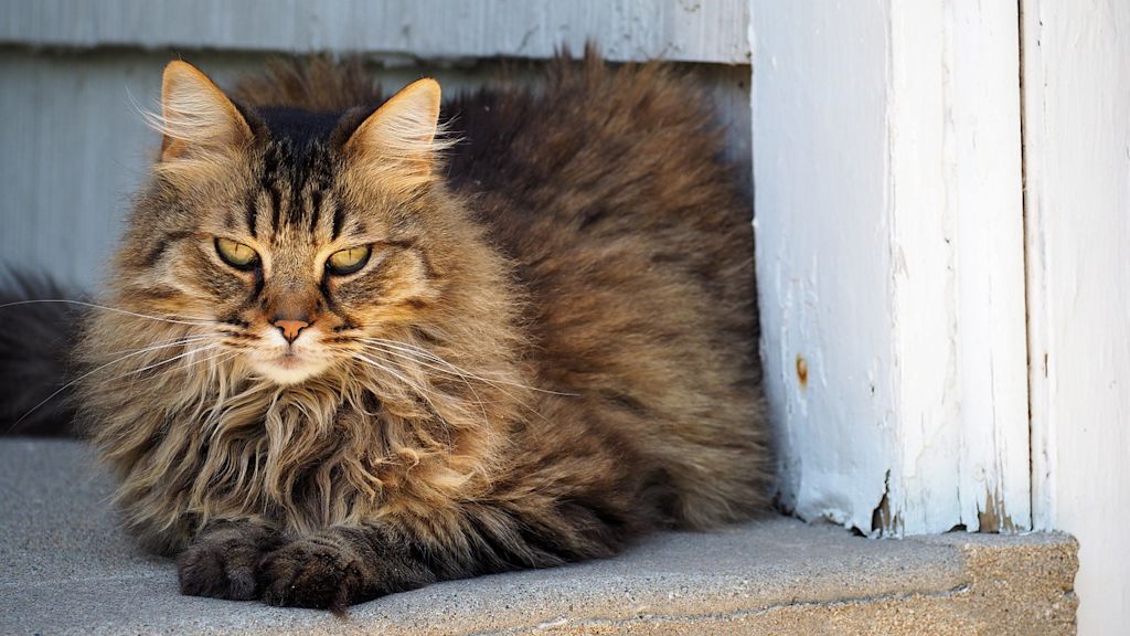 chat tigr&eacute; poils longs