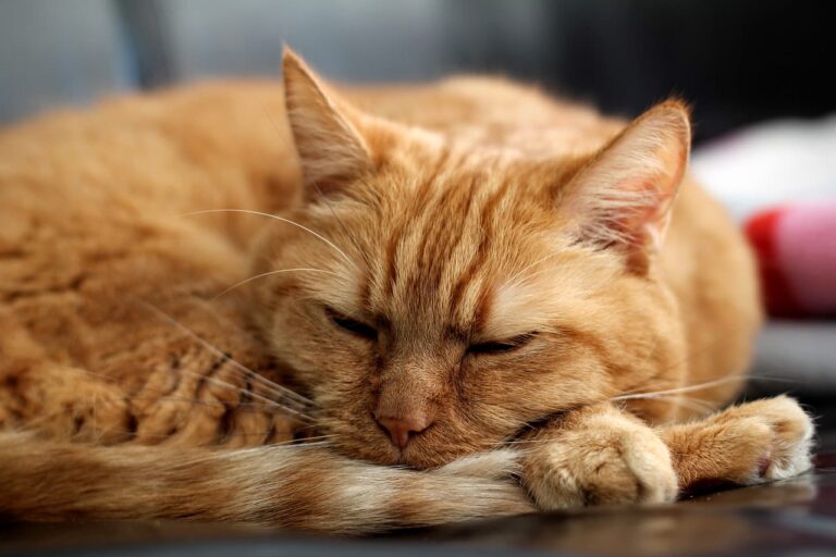 Hypoglycémie chez le chat : une véritable urgence