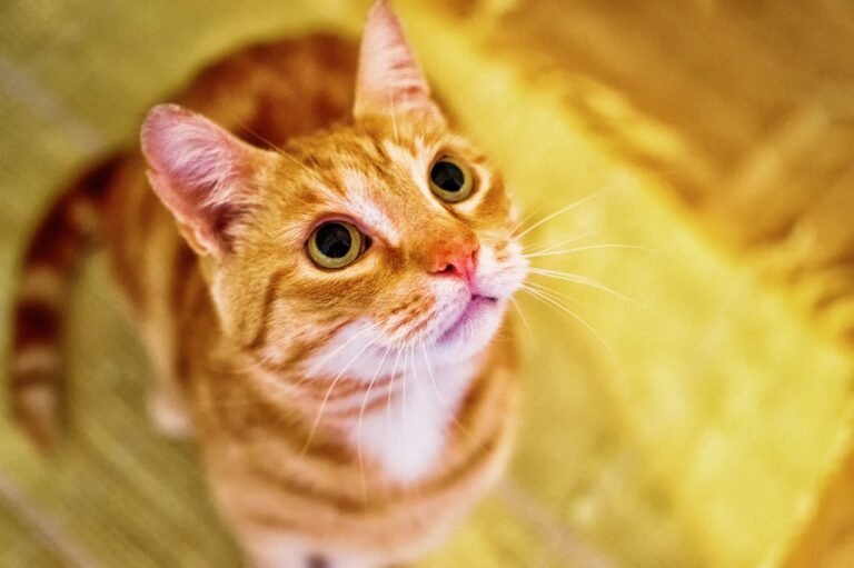 Prix du traitement en cas de diabète chez le chat
