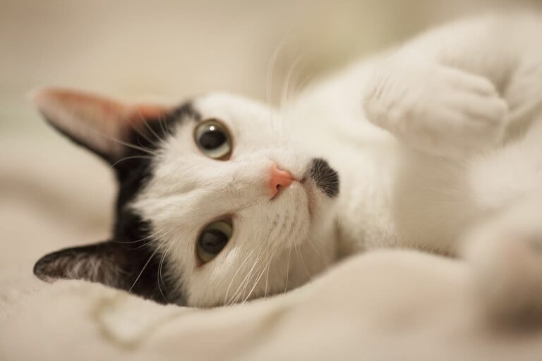 Quand et à quel prix faut-il faire détartrer son chat ?