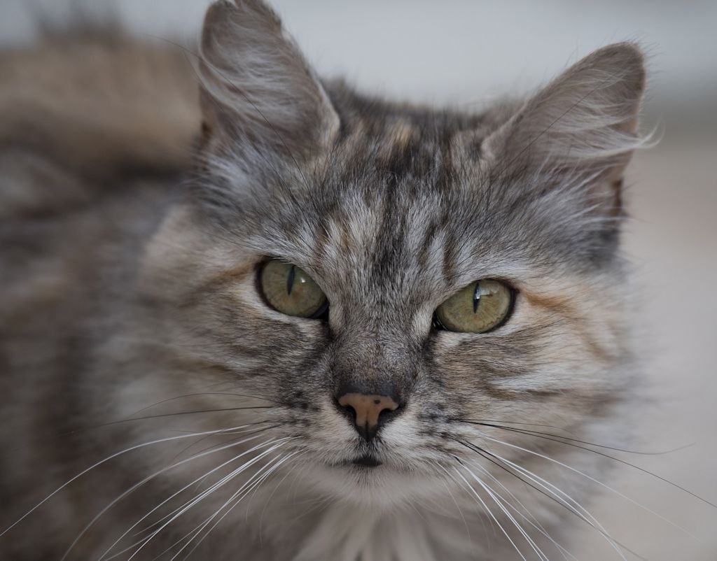 chat tigr&eacute; gris
