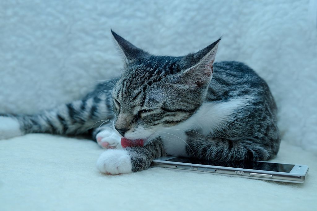 chat tigr&eacute; fait sa toilette