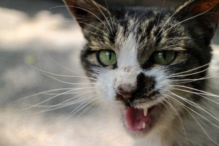 Miaulements en cas de diabète chez le chat