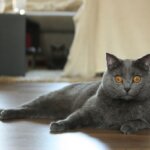 Chartreux