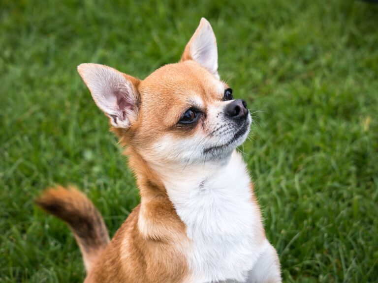 Alimentation chez le chien diabétique : questions réponses