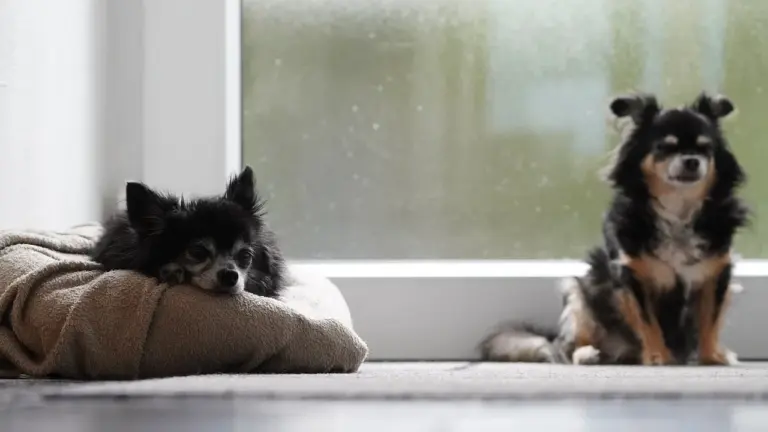 Quelle espérance de vie pour un chien diabétique ?