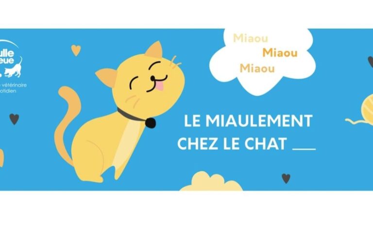Comment comprendre le miaulement de votre chat ?