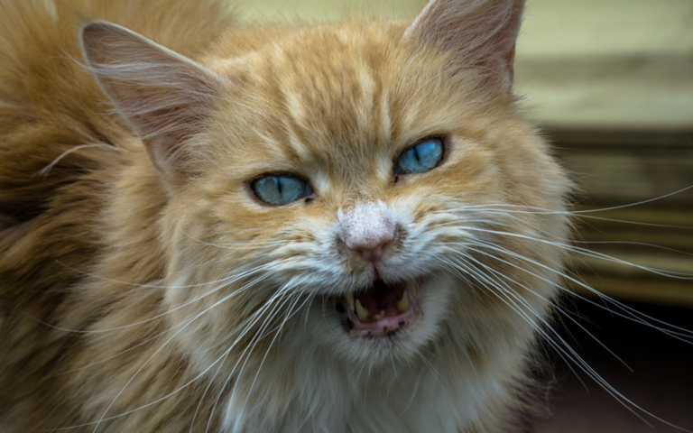Comment punir un chat qui attaque ?