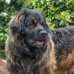 chien leonberg