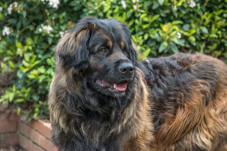 Leonberg (Chien de Leonberg)