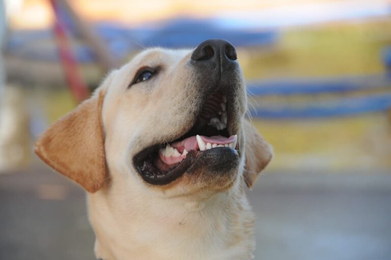 Pronostic et espérance de vie en cas de diabète sucré chez le chien
