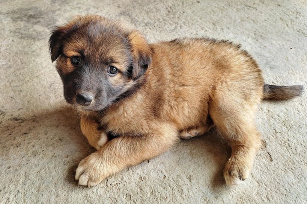 Chiot Leonberg 