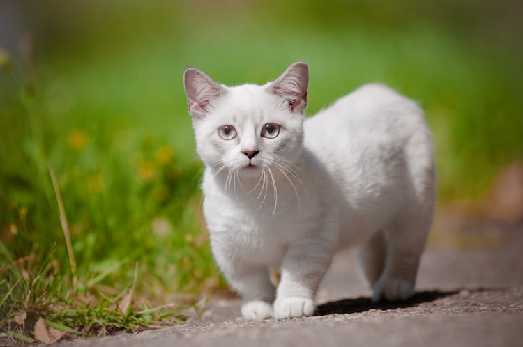 Top des races de petits chats