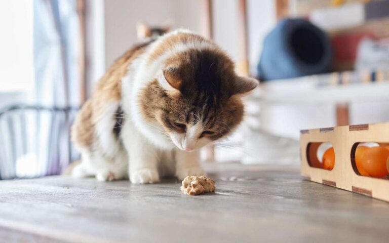 Que faire face à un chat qui vomit ses croquettes le matin ?
