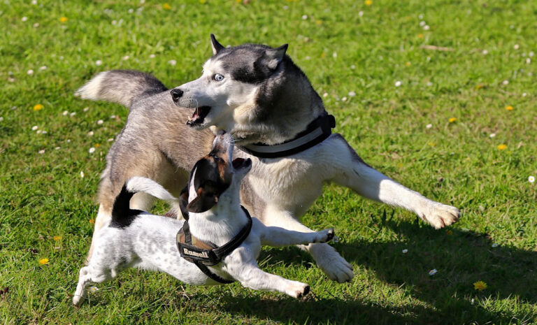 Comment calmer son chien en 10 secondes ?