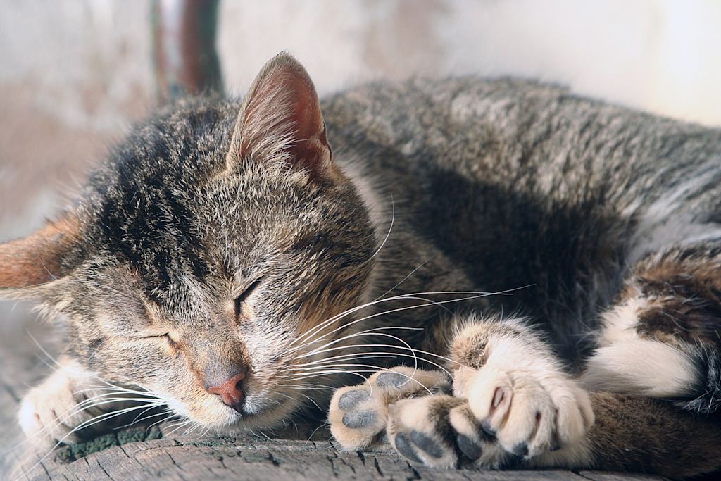 Chat malade