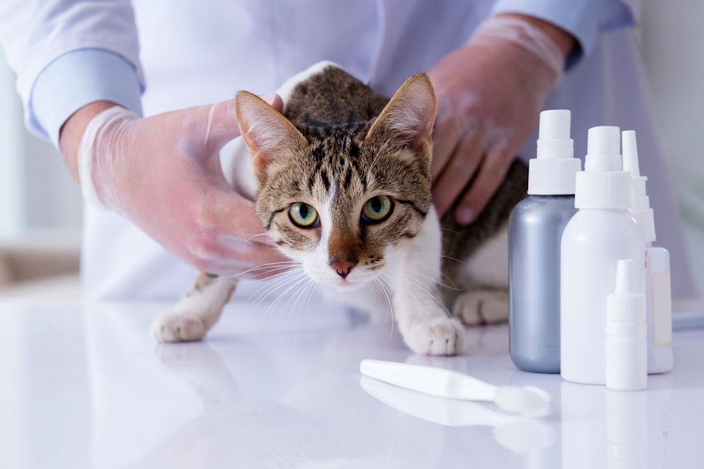 Désinfectant chat