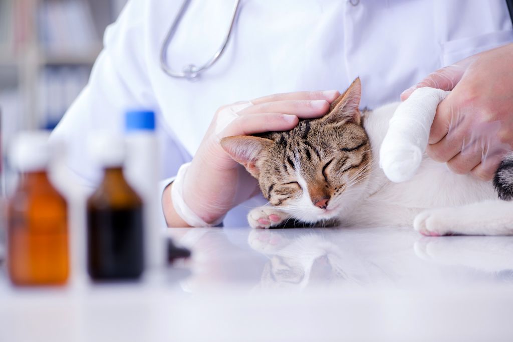 Chat chez le vétérinaire