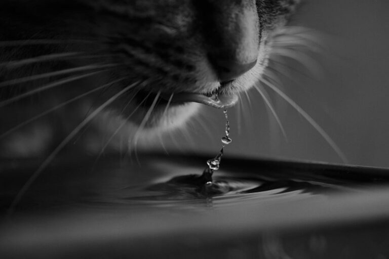 Mon chat boit beaucoup d&rsquo;eau : dois-je m&rsquo;inquiéter ?