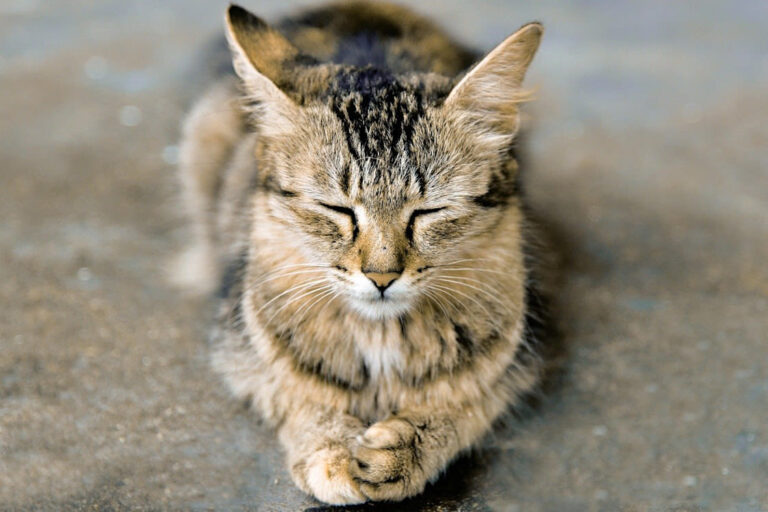 Peut-on mettre de la biseptine sur la plaie d&rsquo;un chat ?