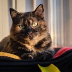 chat isabelle