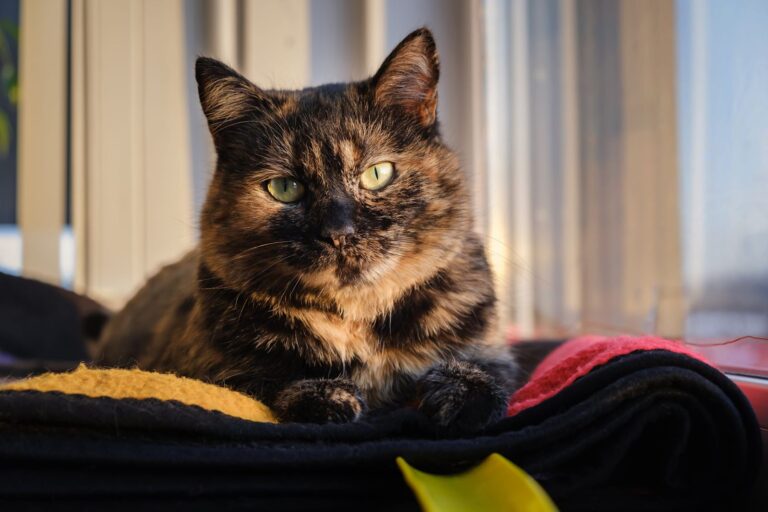 Chat Isabelle