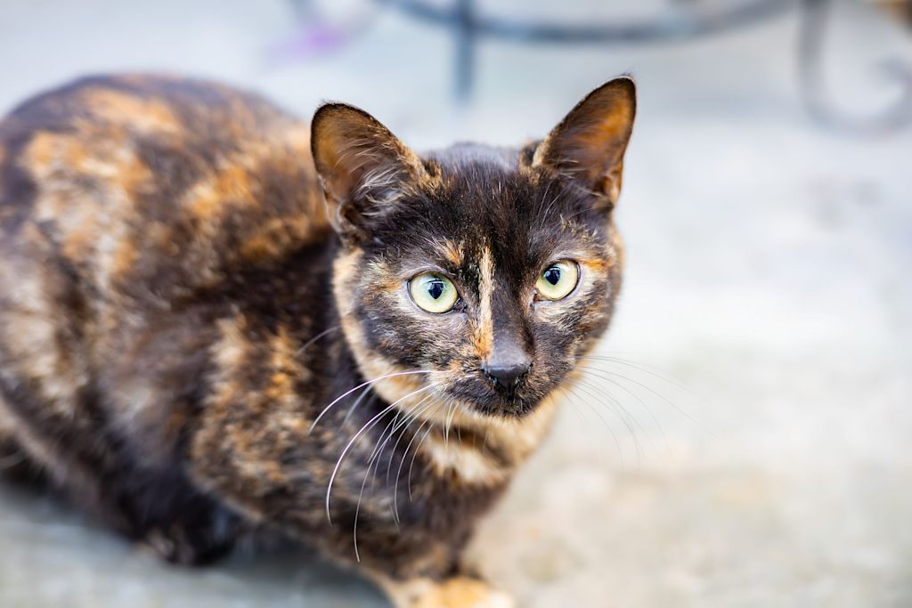 joli chat isabelle