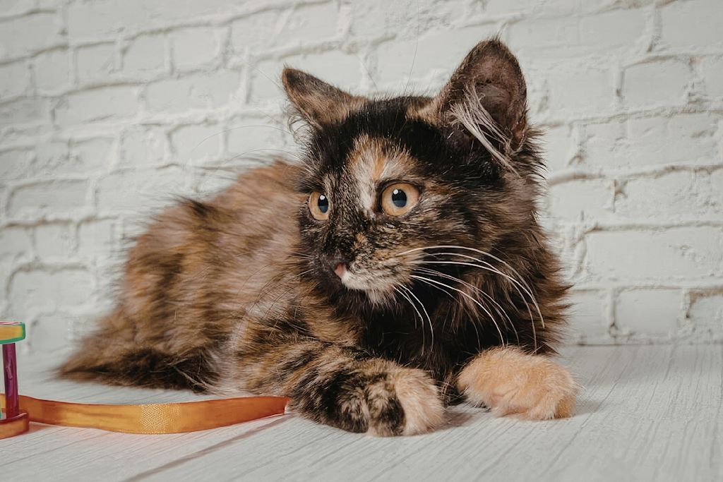 chaton isabelle
