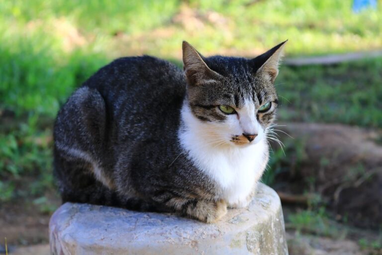 Qu&rsquo;est-ce que la pelade chez le chat ?