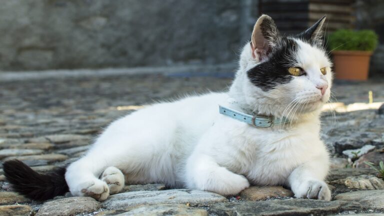Causes et traitement de l&rsquo;acné chez le chat