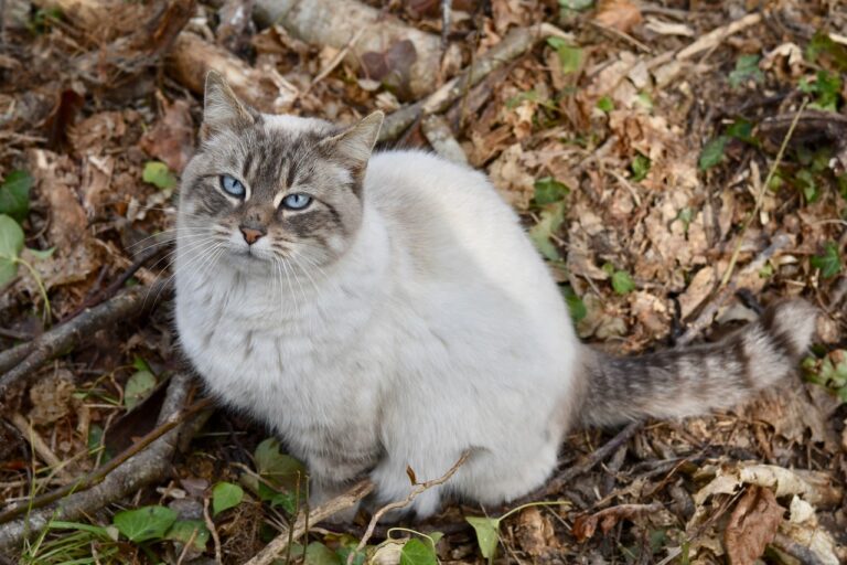 Teigne et traitements naturels chez le chat