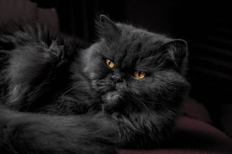 Déroulement et prix d&rsquo;une euthanasie chez le chat