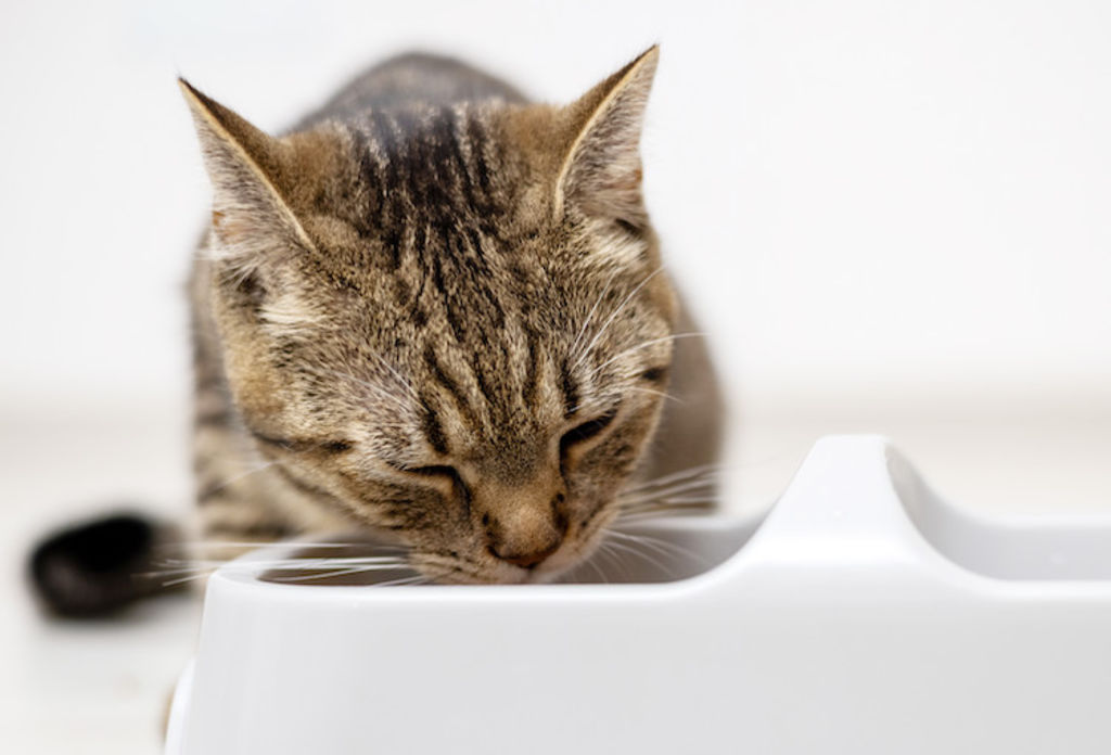 chat qui boit beaucoup