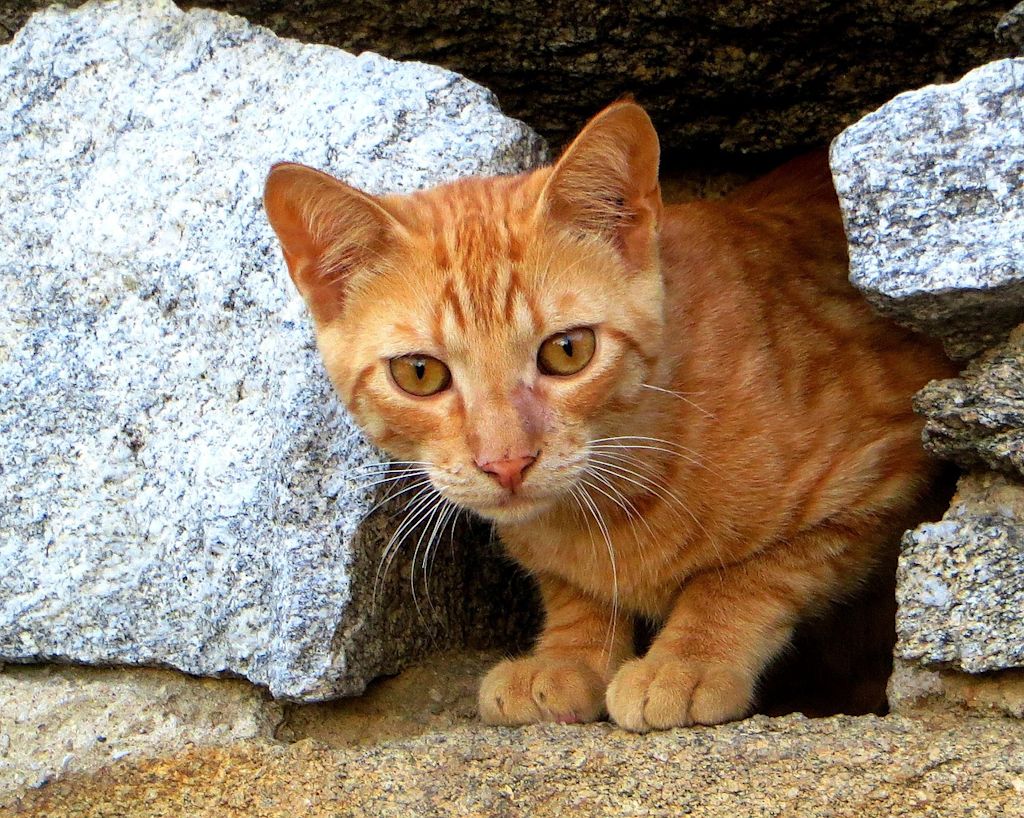 chat tigré roux