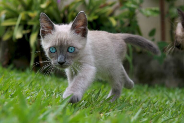 Traitements sans ordonnance en cas de teigne chez le chat