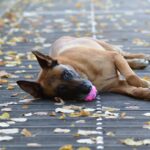 malinois ballon