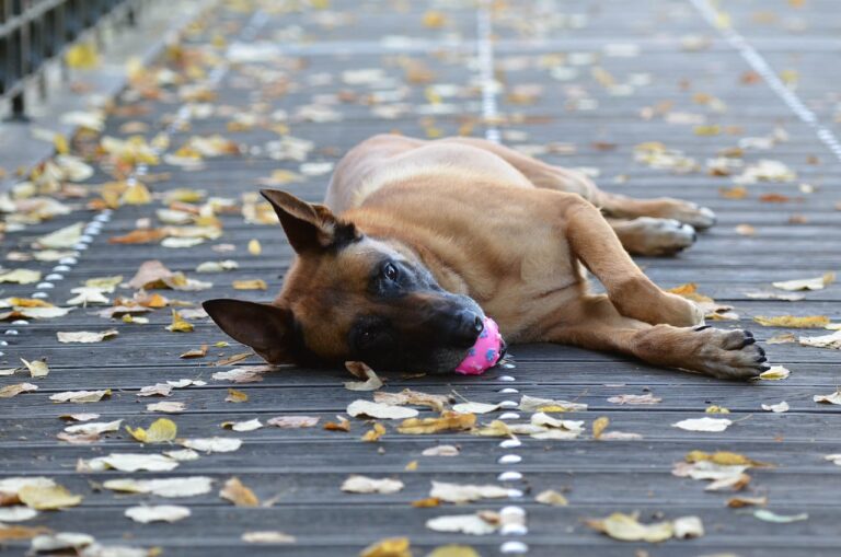 Berger Belge (Malinois, Tervueren, Groenendael, Laekenois)