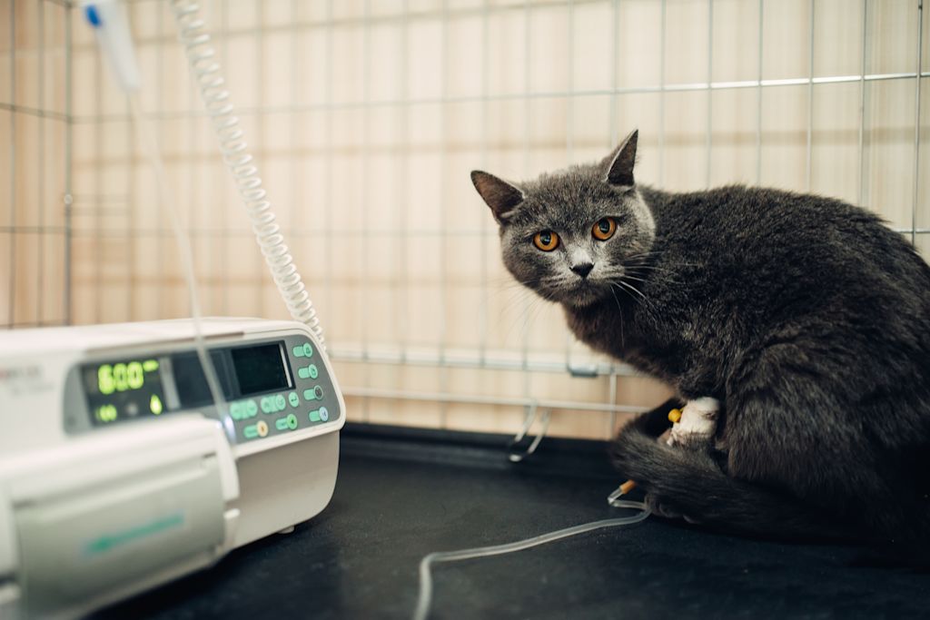 chat gris perfusion