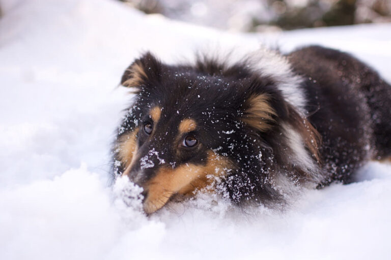 Comment réagir face à un chien qui a pris un coup de froid ?