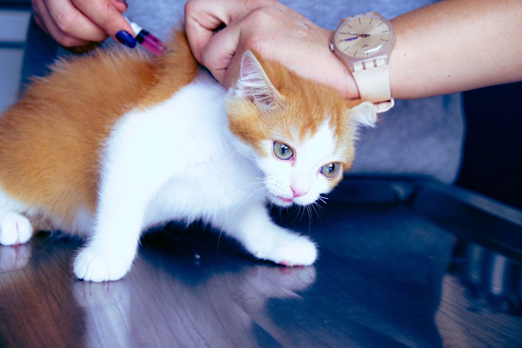 chaton chez le veterinaire