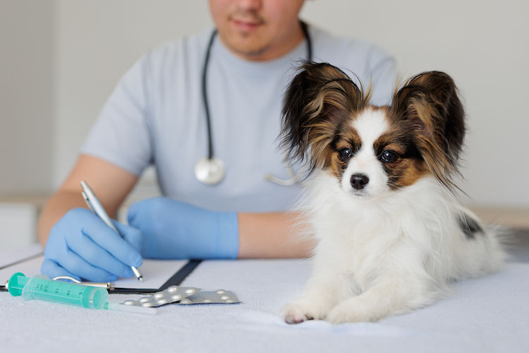 Assurance santé pour chien pas cher : une bonne solution ?