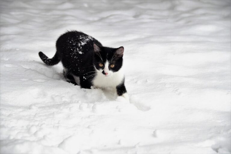 Causes et traitement de l&rsquo;hypothermie chez le chat