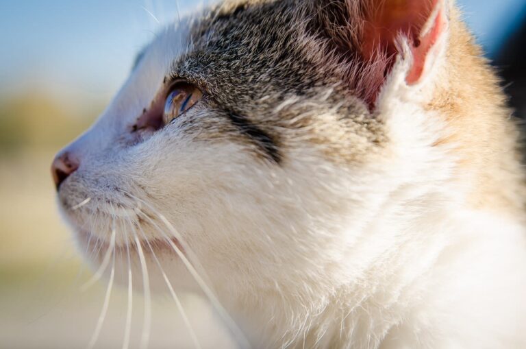 Consultation vétérinaire pour un chat : à quel prix ?