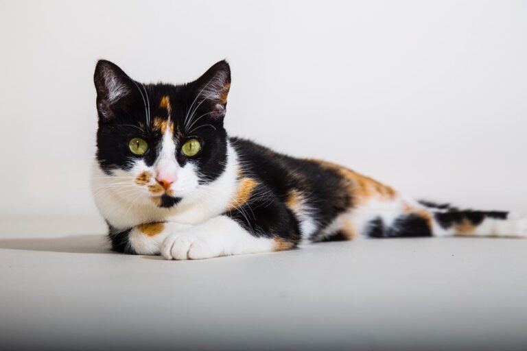 Assurance santé pas cher chez le chat : intérêts, âge, exclusions