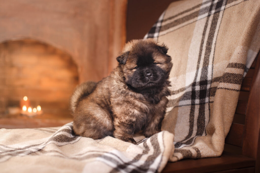 chiot chow chow marron assis sur une couverture