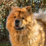 chow chow