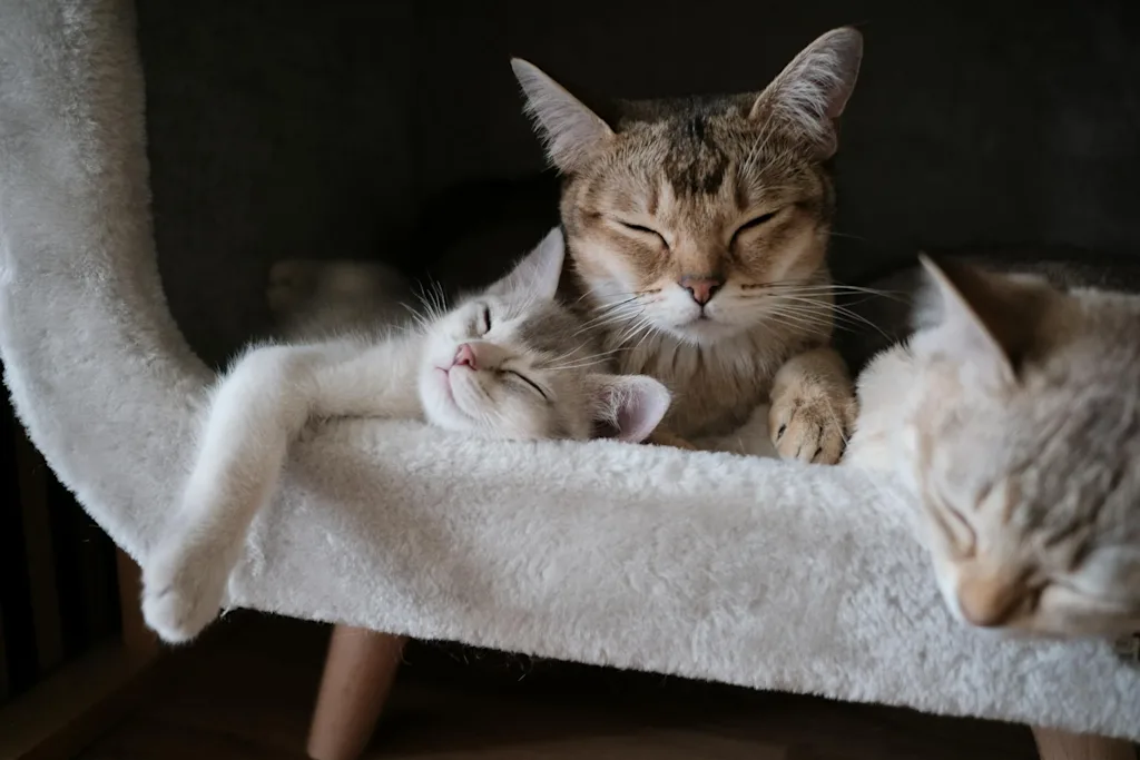 plusieurs chats